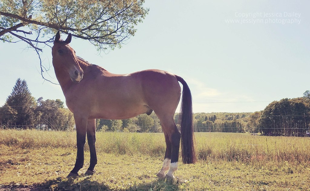 This shot and edit reminded Jessica of a vintage Polaroid. "I tried to get a little bit of the tree in the background, but not at an angle where it looks like the tree is growing out of the horse's back."