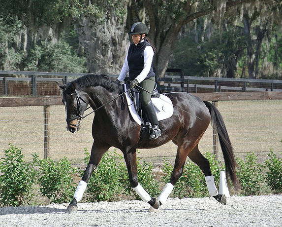 There was a time when Janice Dulak couldn't sit the trot--all that changed when she developed Pilates for the Dressage Rider.