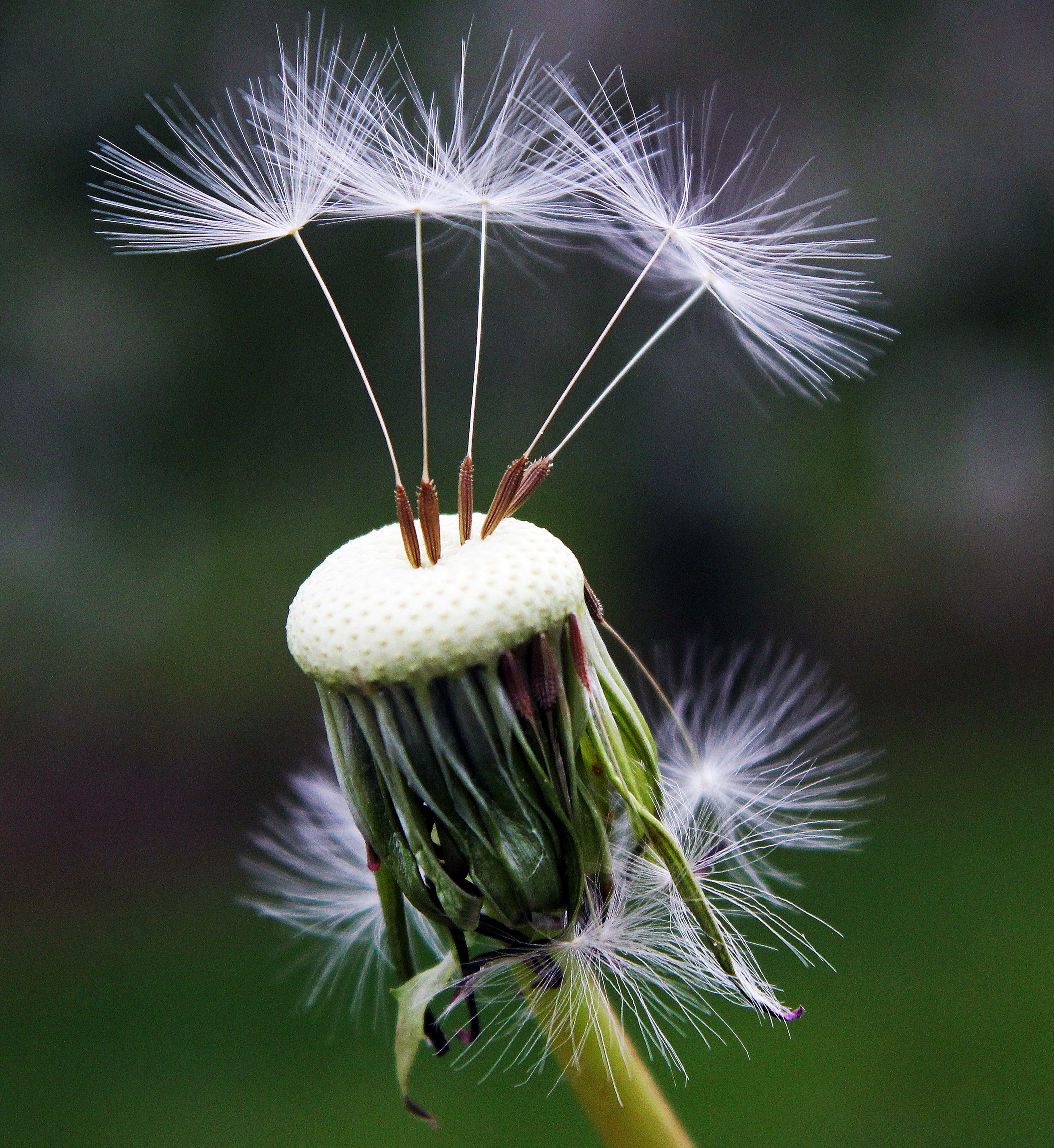 close-up-photography-of-white-dandelion-seed-101538