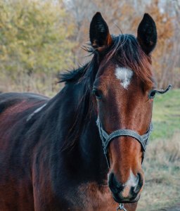 close-up-photo-of-brown-horse-1543839